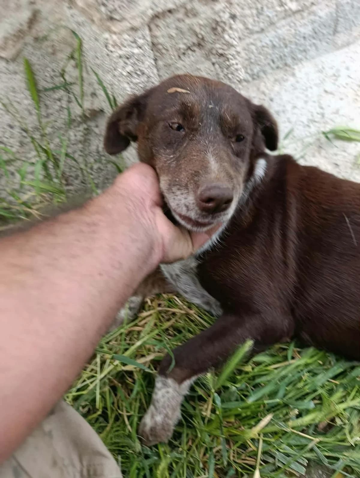 Bonnie, 3yo Mixed Breed for adoption at Help4Dogs