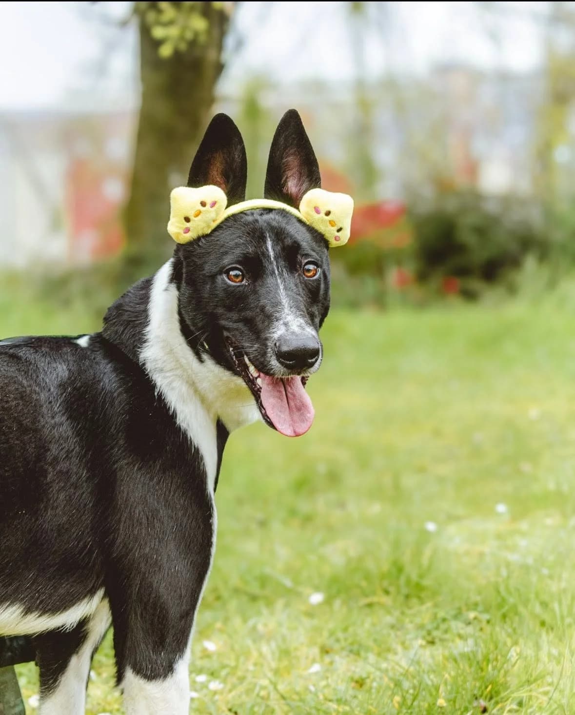 Charlie, Mixed Breed for adoption at Help4Dogs