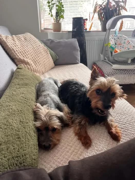 Coco & Willow, Mixed Breed for adoption at Help4Dogs