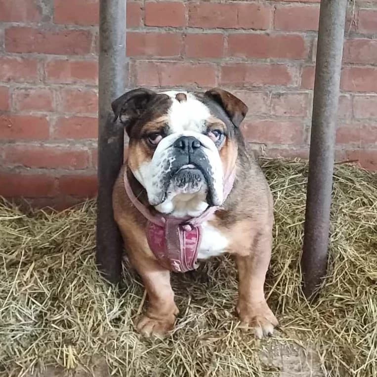 Delboy, Mixed Breed for adoption at Help4Dogs