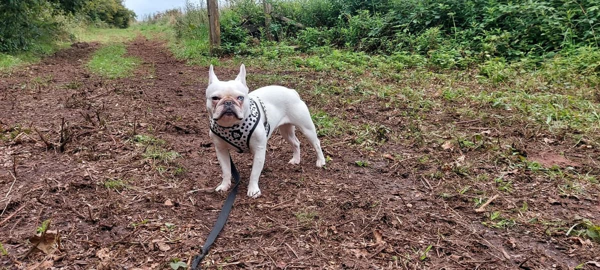 Harley Quinn, Mixed Breed for adoption at Help4Dogs