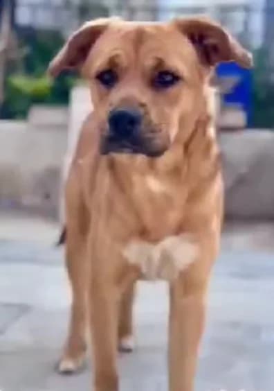 Kingsley, Mixed Breed for adoption at Help4Dogs
