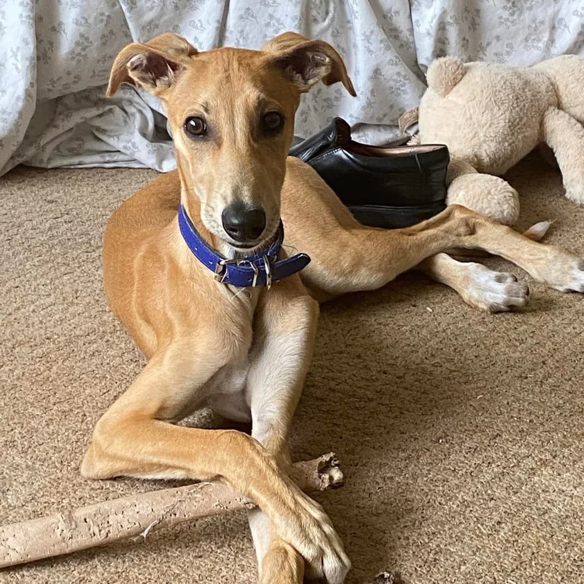Levi, Mixed Breed for adoption at Help4Dogs