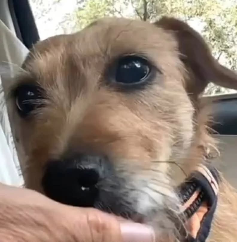 Molly, mixed breed for adoption at Help4Dogs