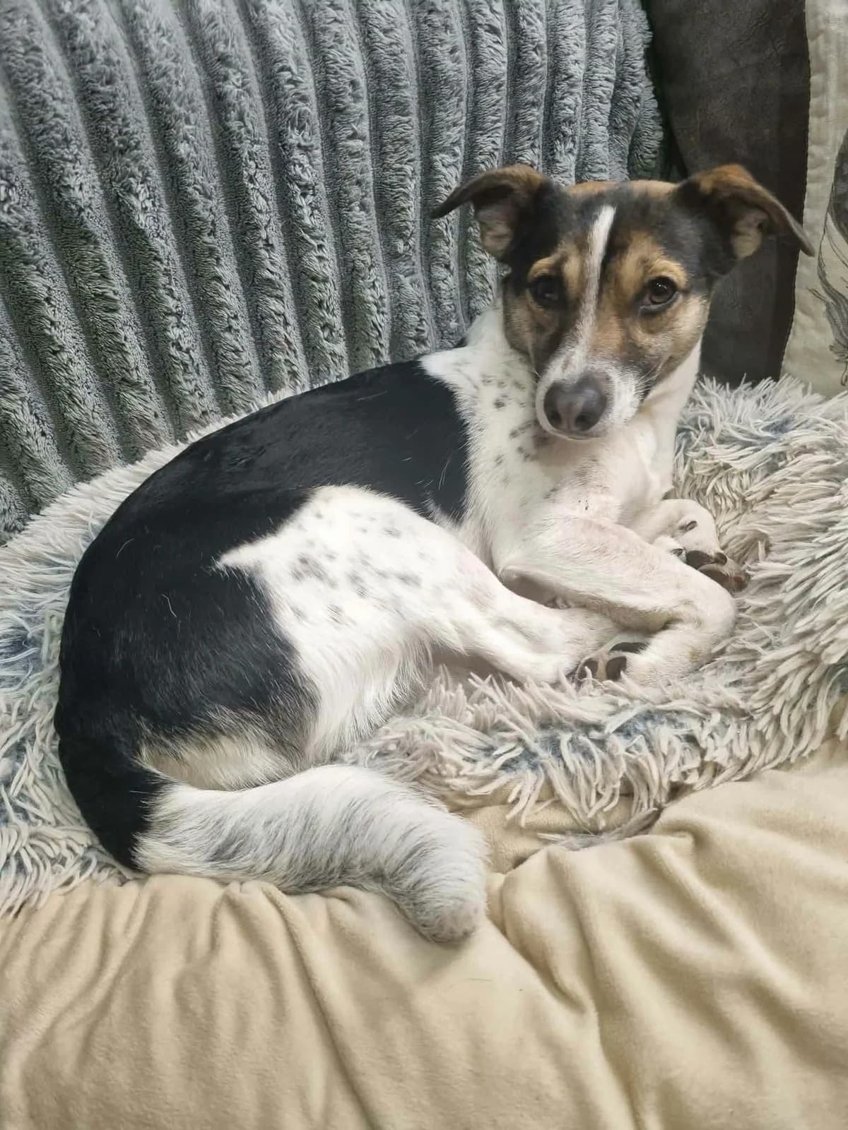 Ruby, Mixed Breed for adoption at Help4Dogs
