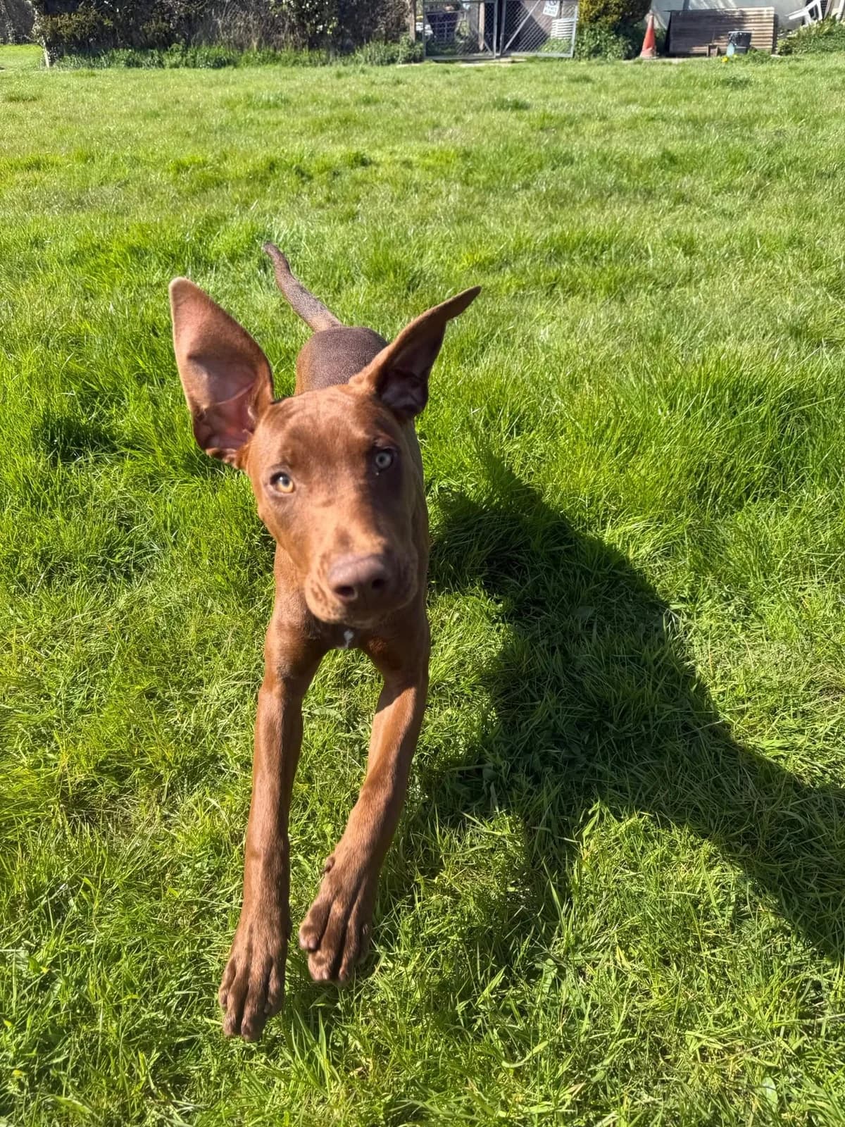 Ruth, puppy Mixed Breed for adoption at Help4Dogs
