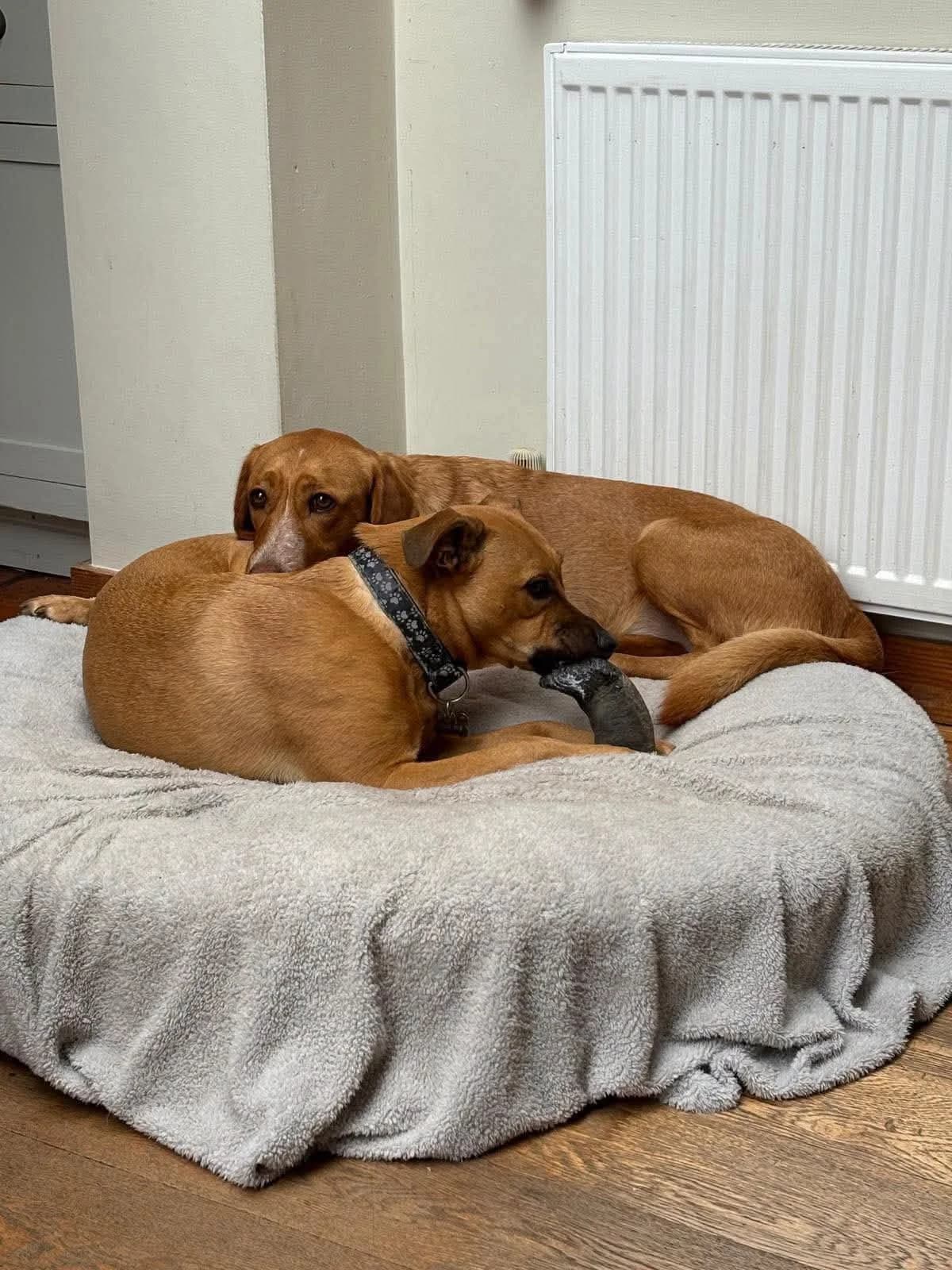 Scarlett, Mixed Breed for adoption at Help4Dogs