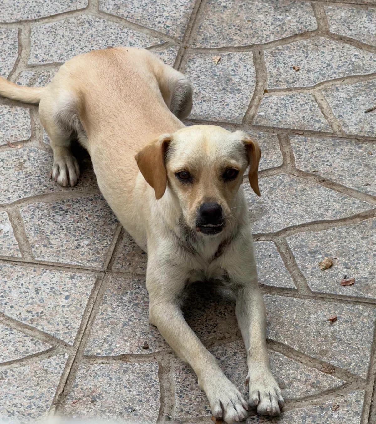 Woody, Mixed Breed for adoption at Help4Dogs