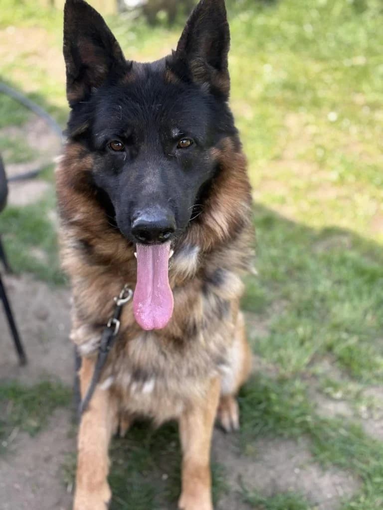 Kia, 5yo Mixed Breed for adoption at Helping Dog Paws