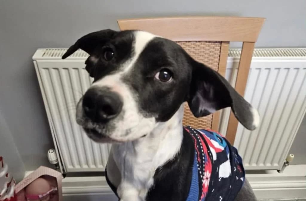 Spaniel X, young Mixed Breed for adoption at Helping Dog Paws