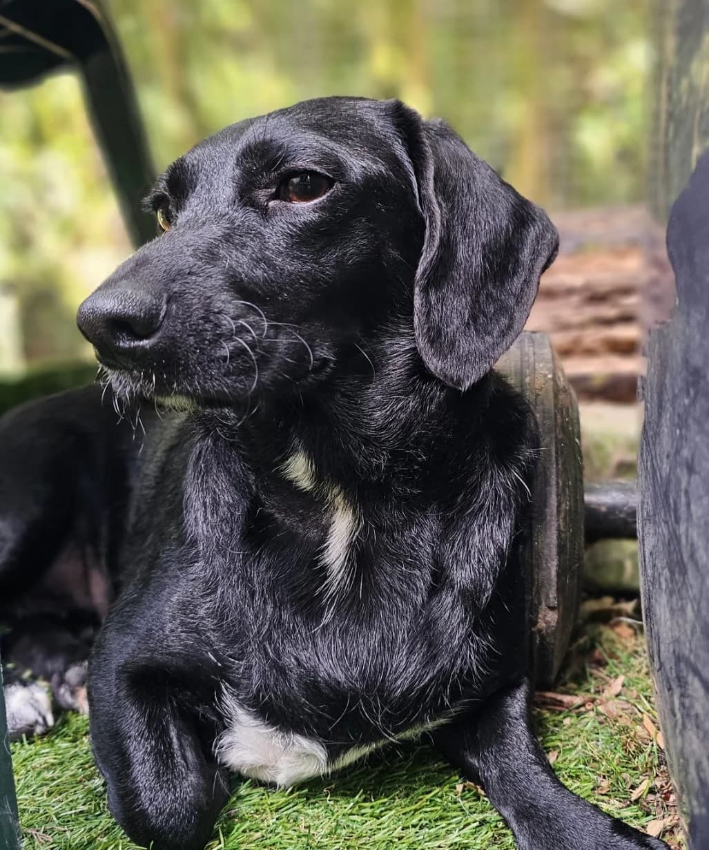 Lulu, female puppy mixed breed for adoption at Helping Hounds Hampshire
