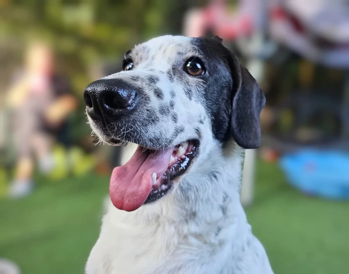 Nessie, female puppy mixed breed for adoption at Helping Hounds Hampshire