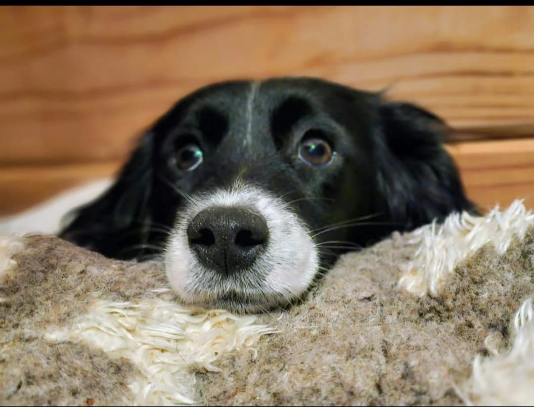 Chloe, female puppy mixed breed for adoption at Helping Hounds Hampshire