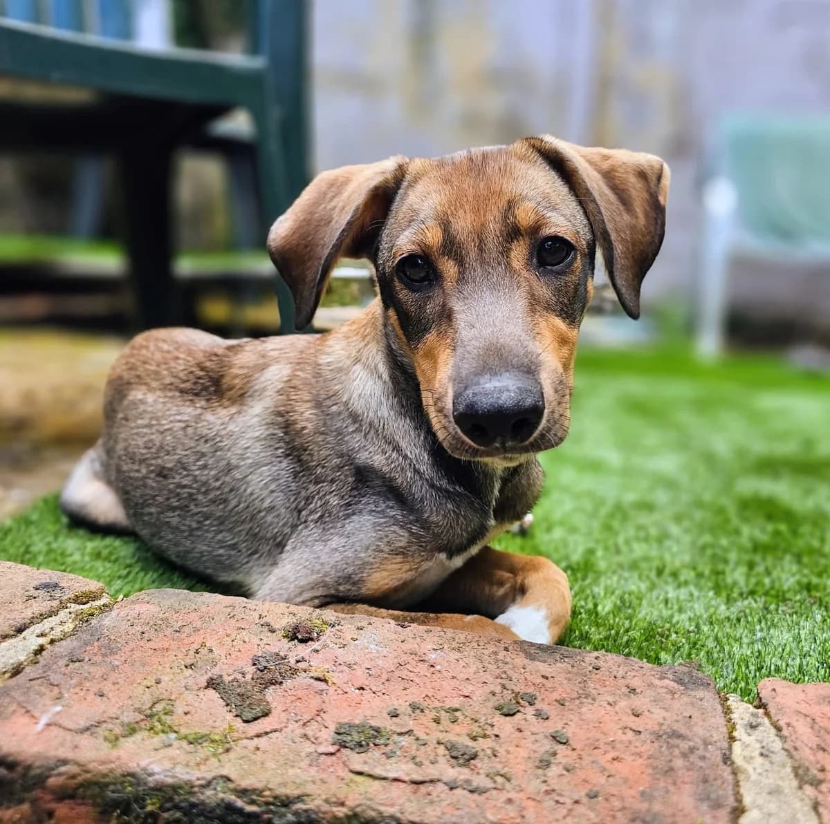 George, male puppy mixed breed for adoption at Helping Hounds Hampshire