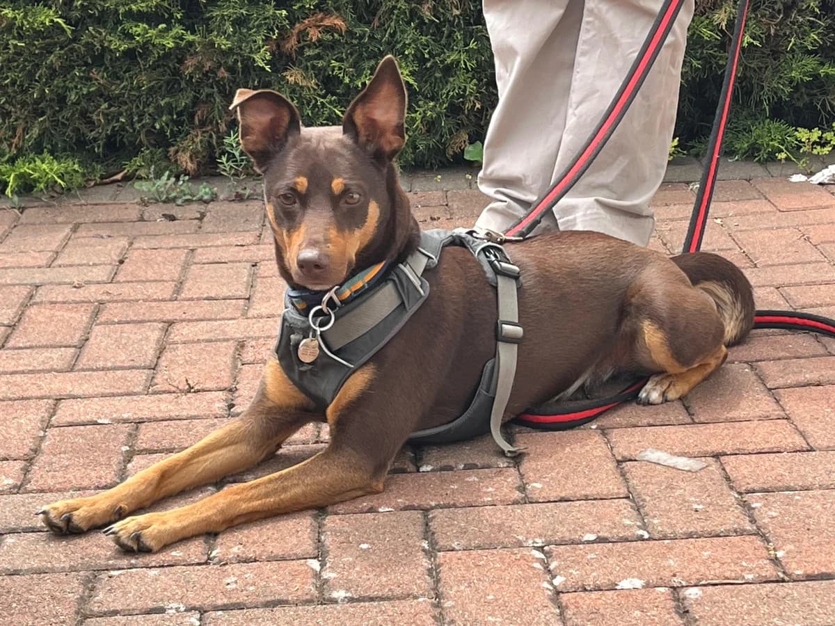 Rhea, female 3yo mixed breed for adoption at Helping Hounds Hampshire
