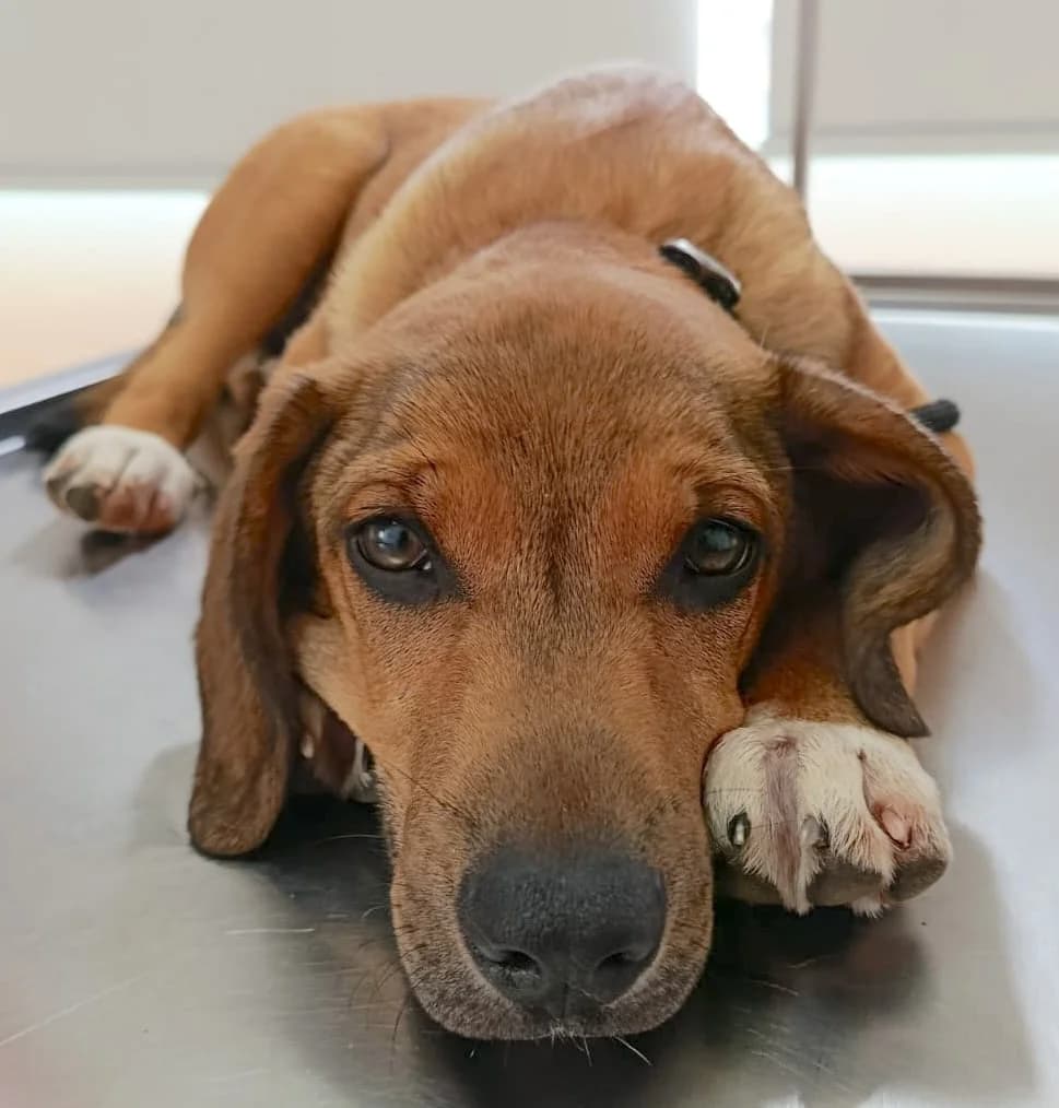 Spencer, male puppy mixed breed for adoption at Helping Hounds Hampshire