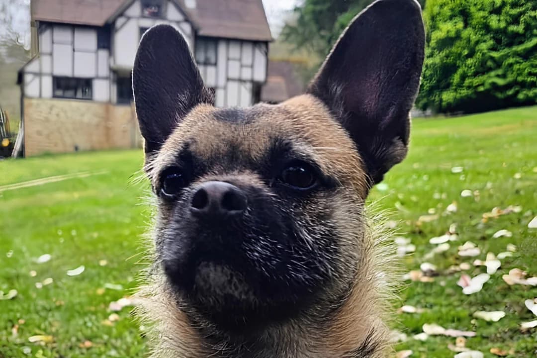 Caspar, male puppy English Bulldog for adoption at Helping Hounds Hampshire