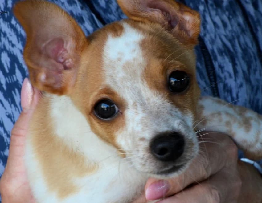 Mitsie, female puppy Jack Russell Terrier for adoption at Helping Hounds Hampshire