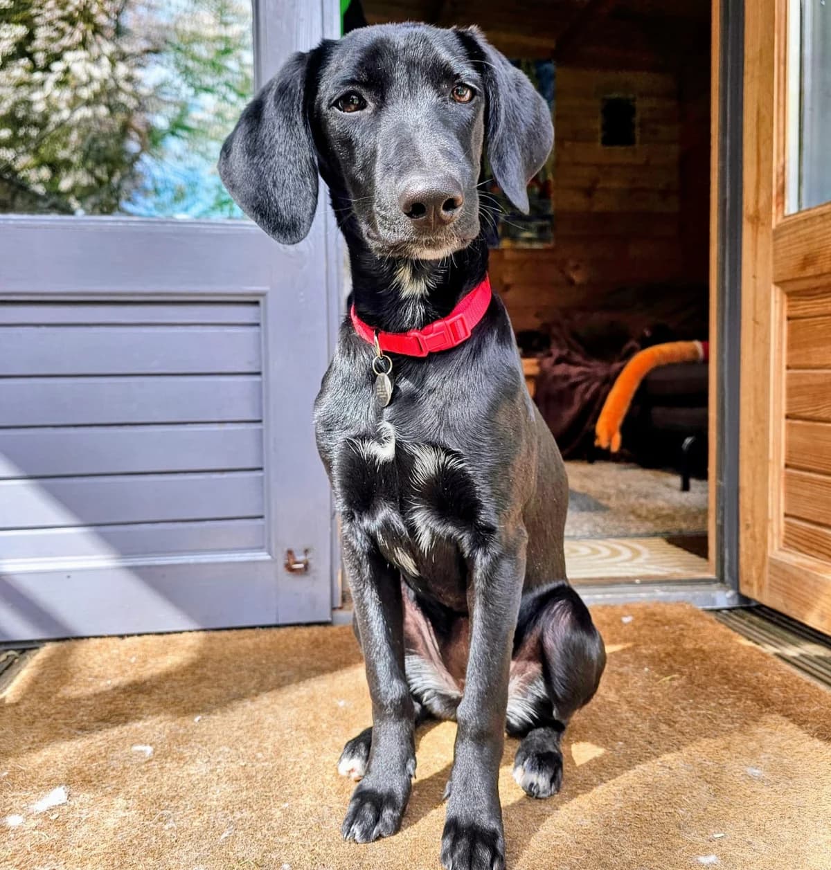 Netty, female puppy mixed breed for adoption at Helping Hounds Hampshire