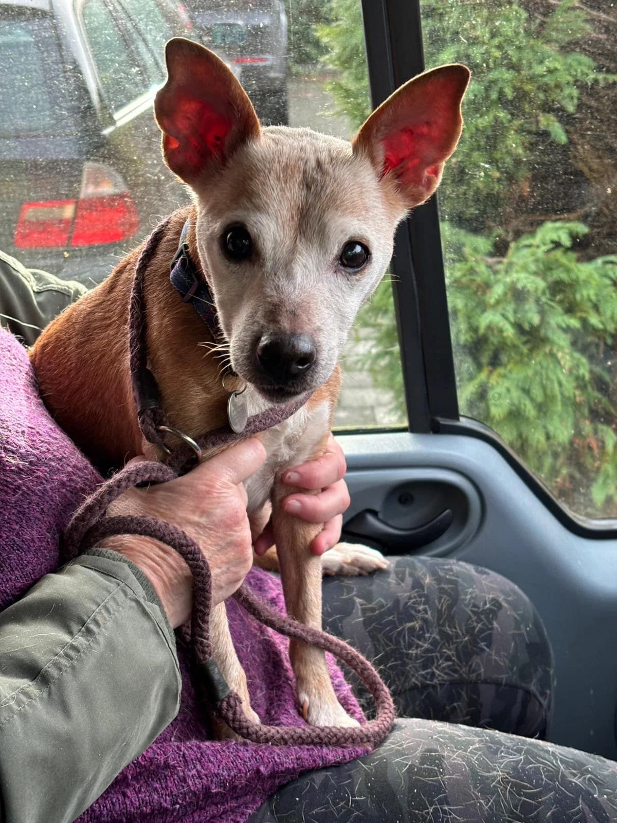 Ralphie, male Mixed Breed for adoption at Helping Hounds Hampshire