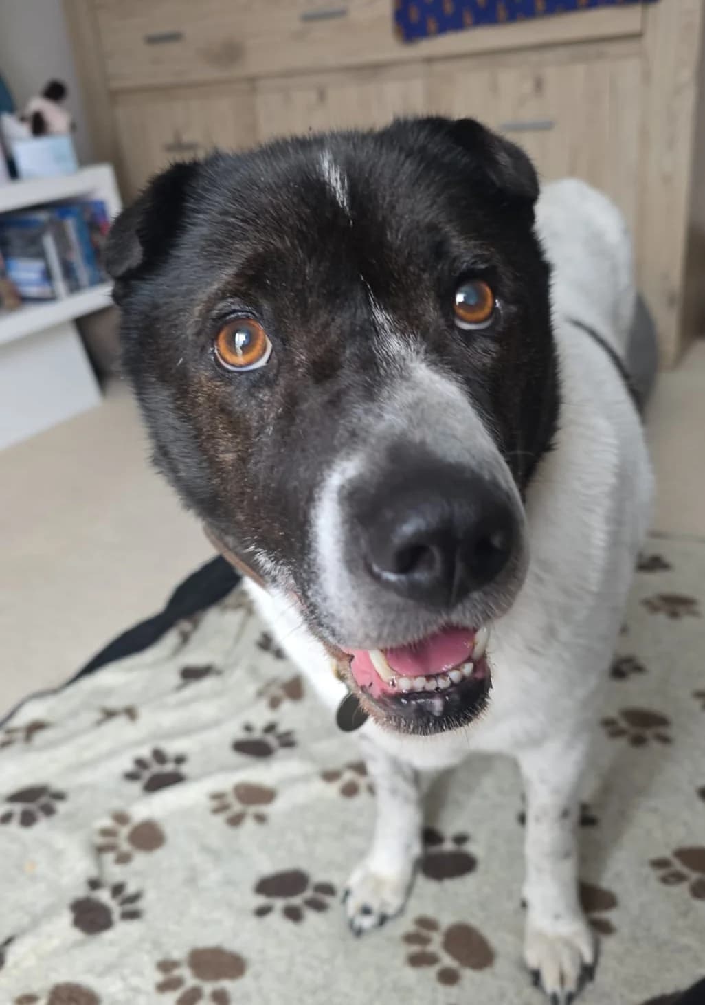 Tess, female senior Shar Pei for adoption at Helping Hounds Hampshire