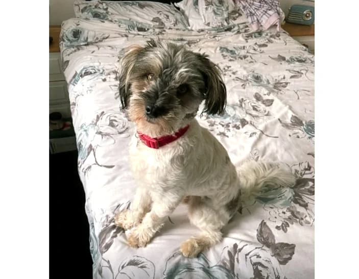Tommy, male 3yo Mixed Breed for adoption at Helping Hounds Hampshire
