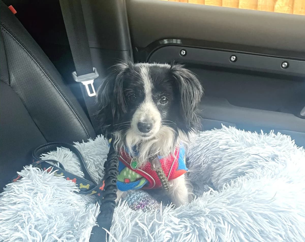Walter, male 3yo Mixed Breed for adoption at Helping Hounds Hampshire