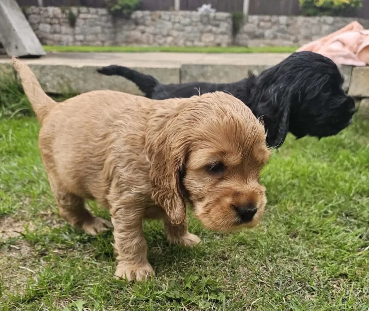COCKERSPANIELPUPPIES, male puppy Mixed Breed for adoption at Helping Yorkshire Poundies