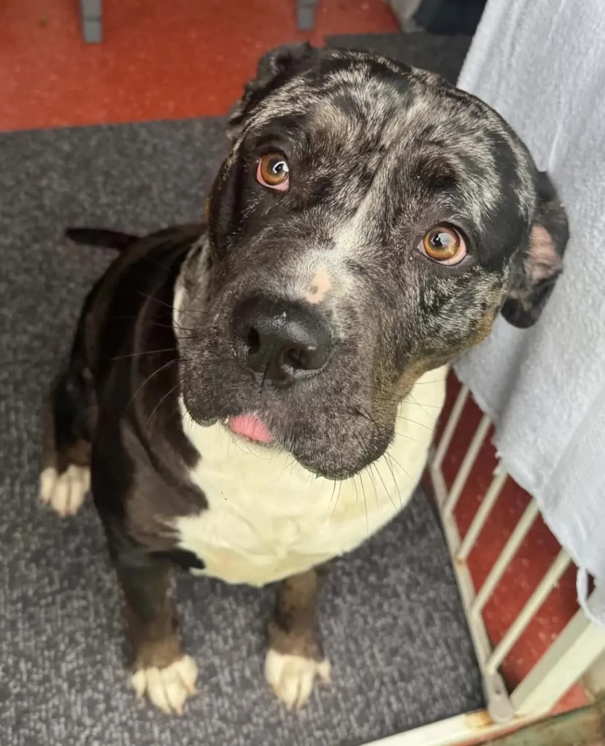 DOLLY, female young Rottweiler for adoption at Helping Yorkshire Poundies