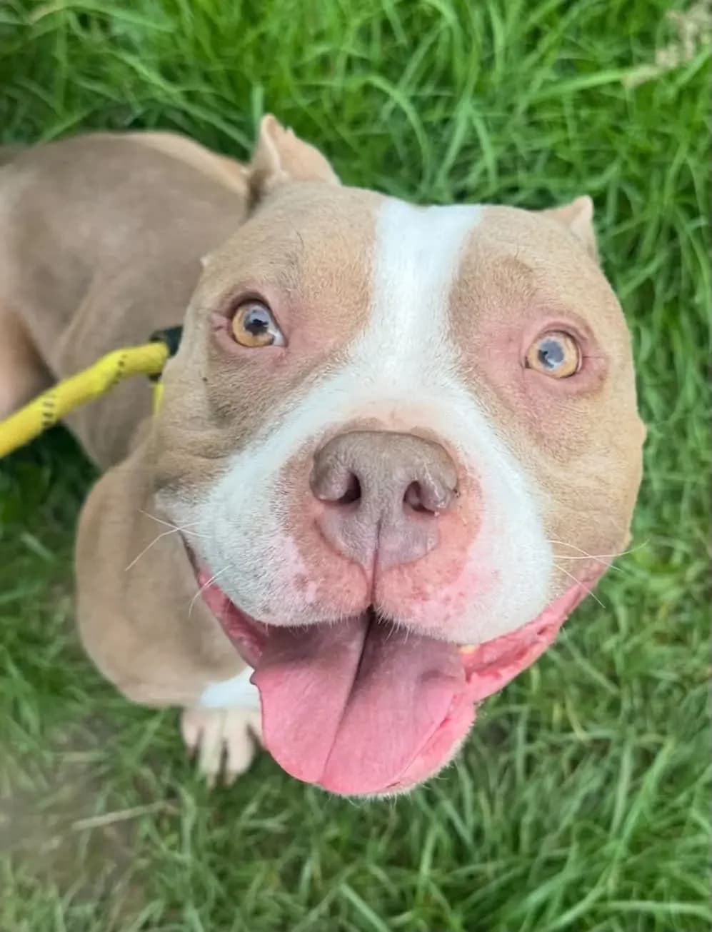 FIONA, female 4yo Staffordshire Bull Terrier for adoption at Helping Yorkshire Poundies