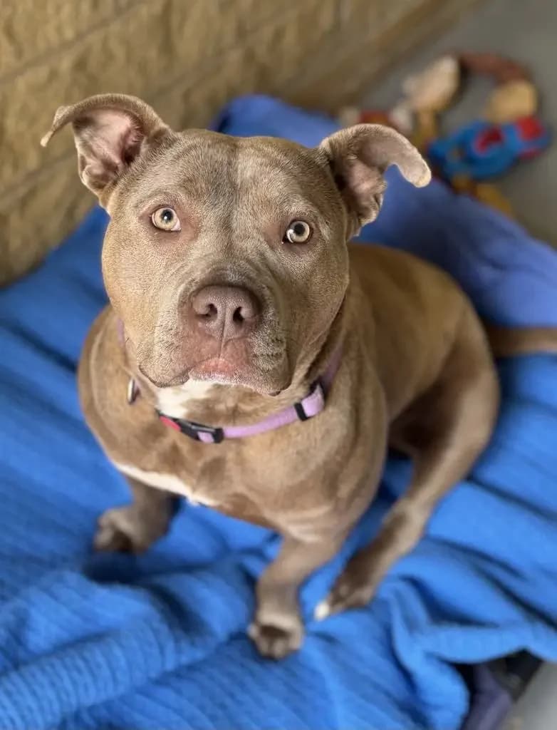 LYLA, female 3yo Mixed Breed for adoption at Helping Yorkshire Poundies