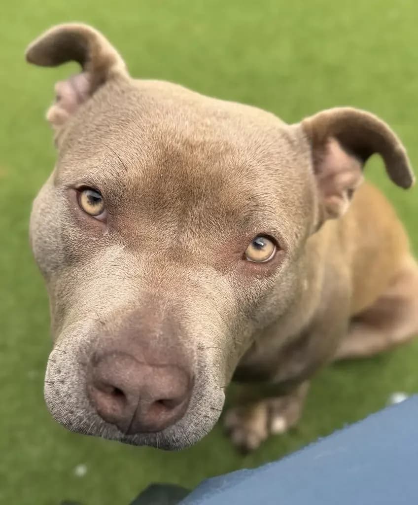 LYLA, female 3yo Mixed Breed for adoption at Helping Yorkshire Poundies