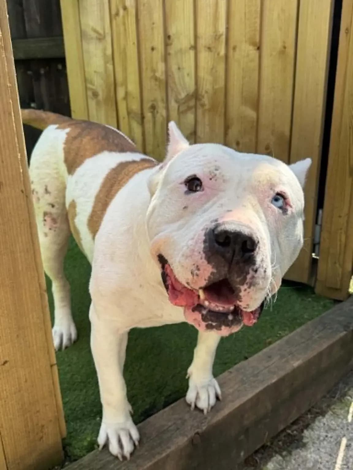 MARNIE, female 6yo Mixed Breed for adoption at Helping Yorkshire Poundies