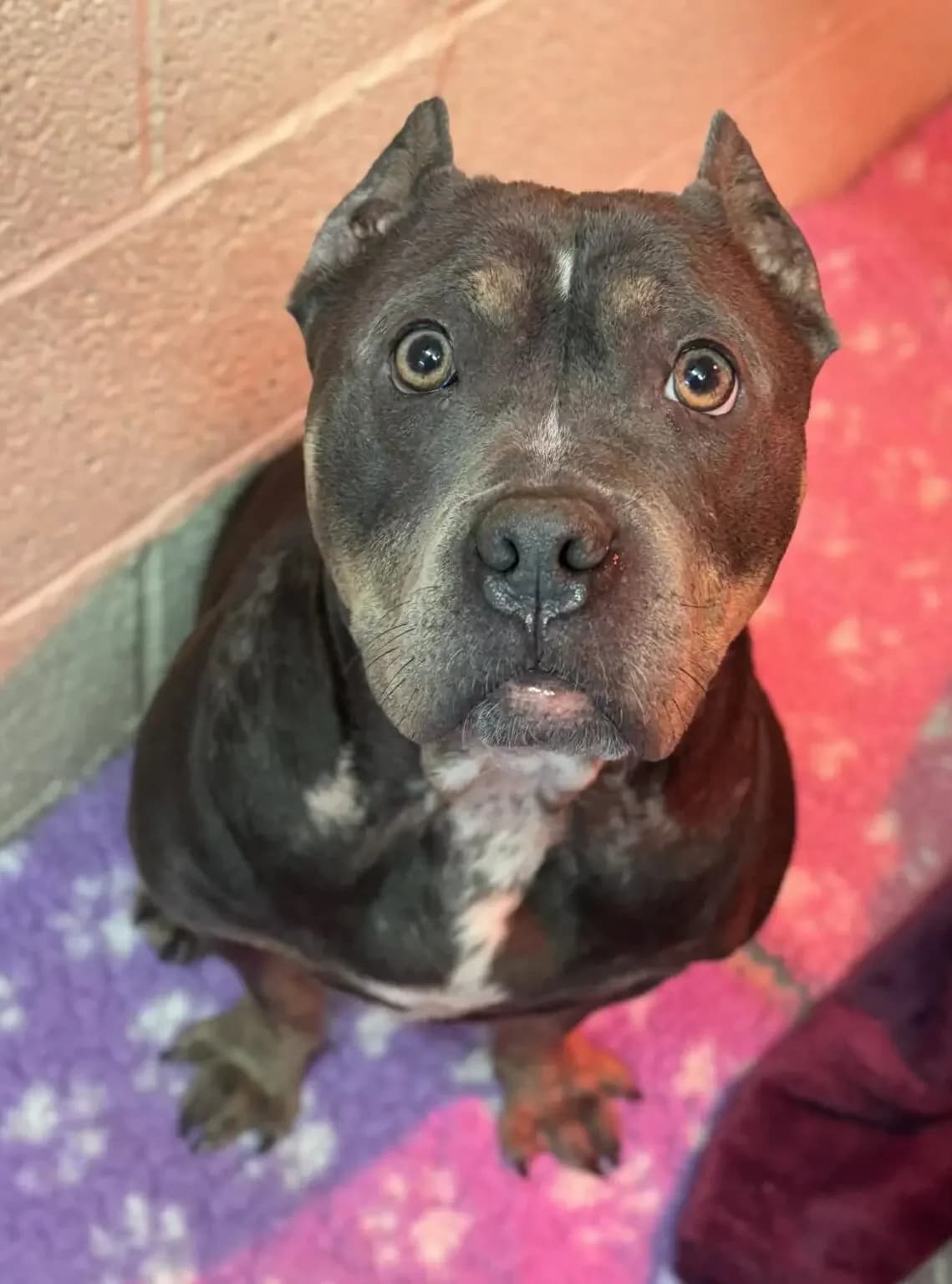 PATSY, female 4yo Mixed Breed for adoption at Helping Yorkshire Poundies