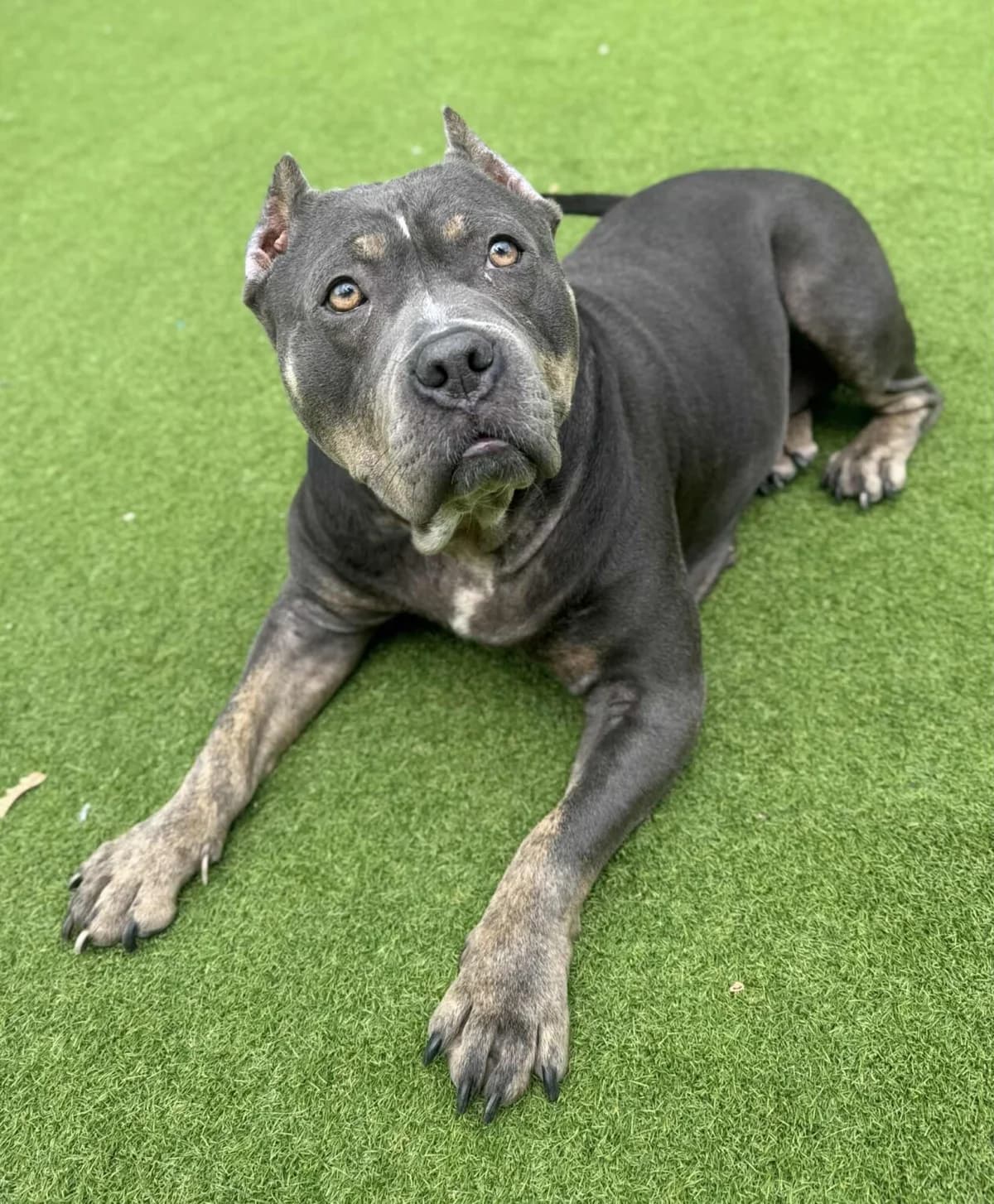 PATSY, female 4yo Mixed Breed for adoption at Helping Yorkshire Poundies