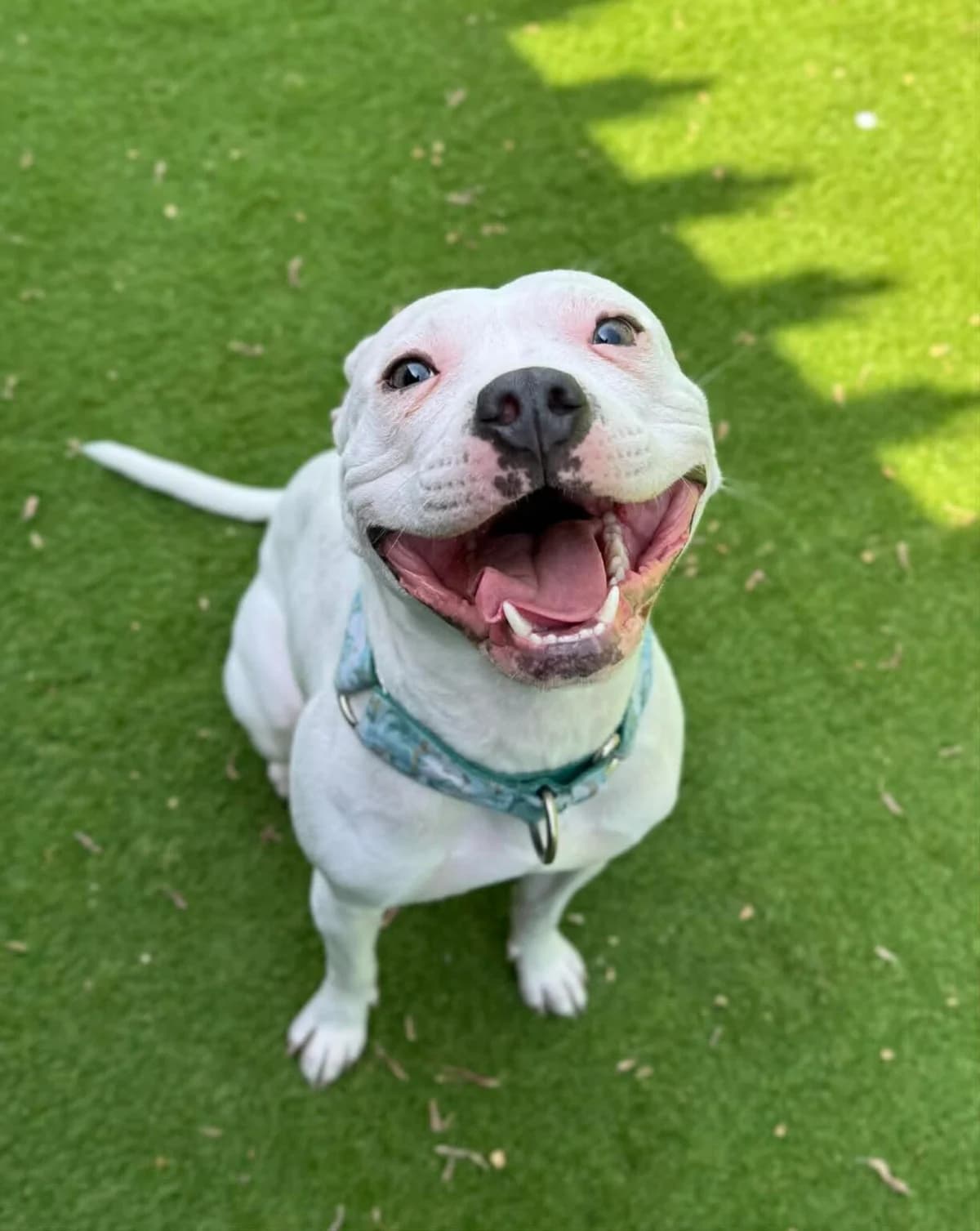 **HOMETRIAL** SUNNY, female young Mixed Breed for adoption at Helping Yorkshire Poundies