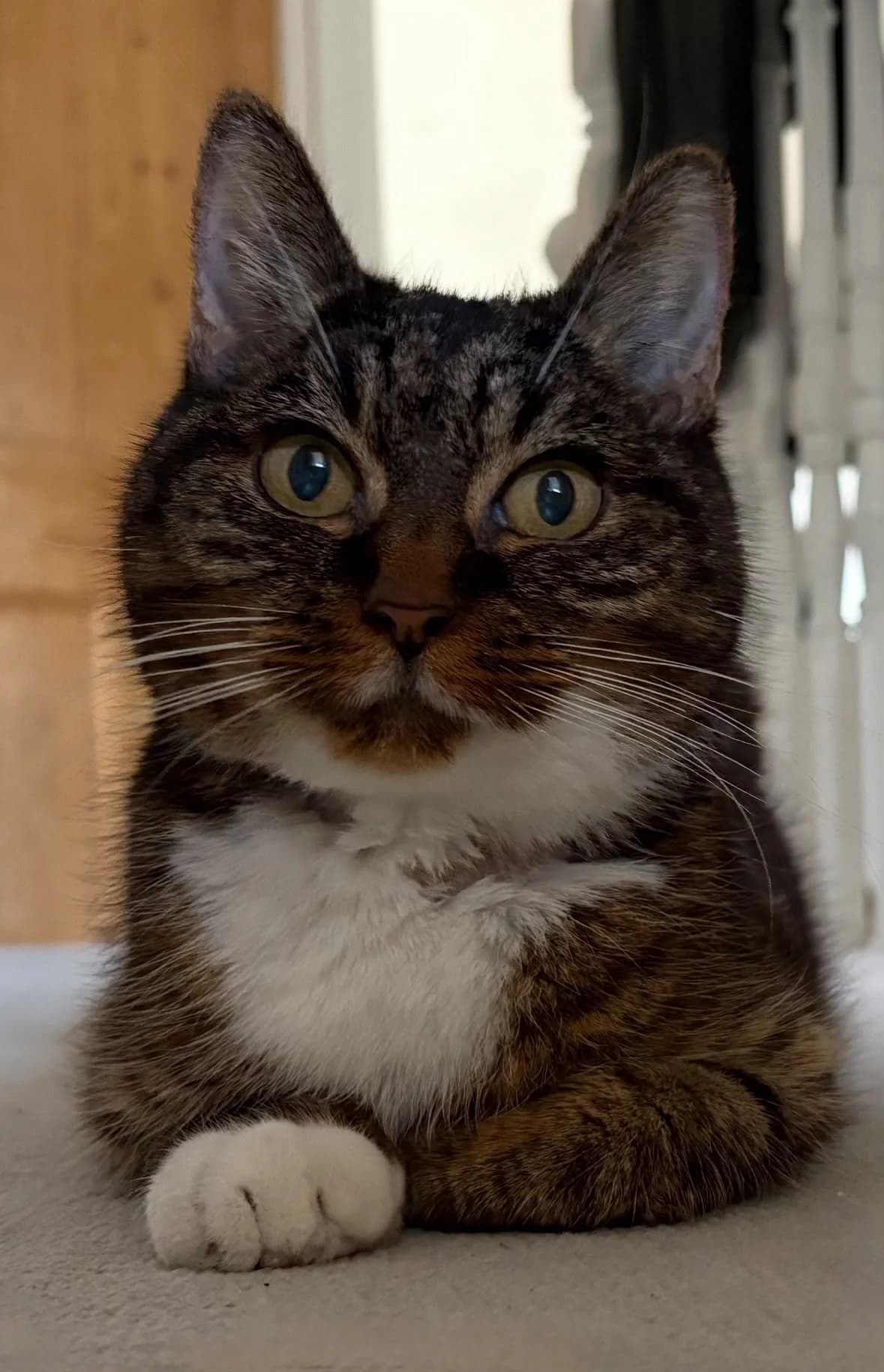 Tilly, female Mixed Breed for adoption at Here for Cats