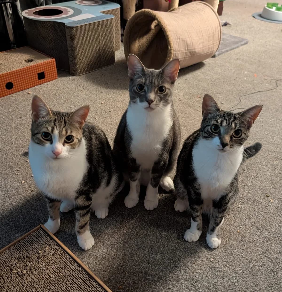 Ember, Flame & Smokey, female Mixed Breed for adoption at Here for Cats