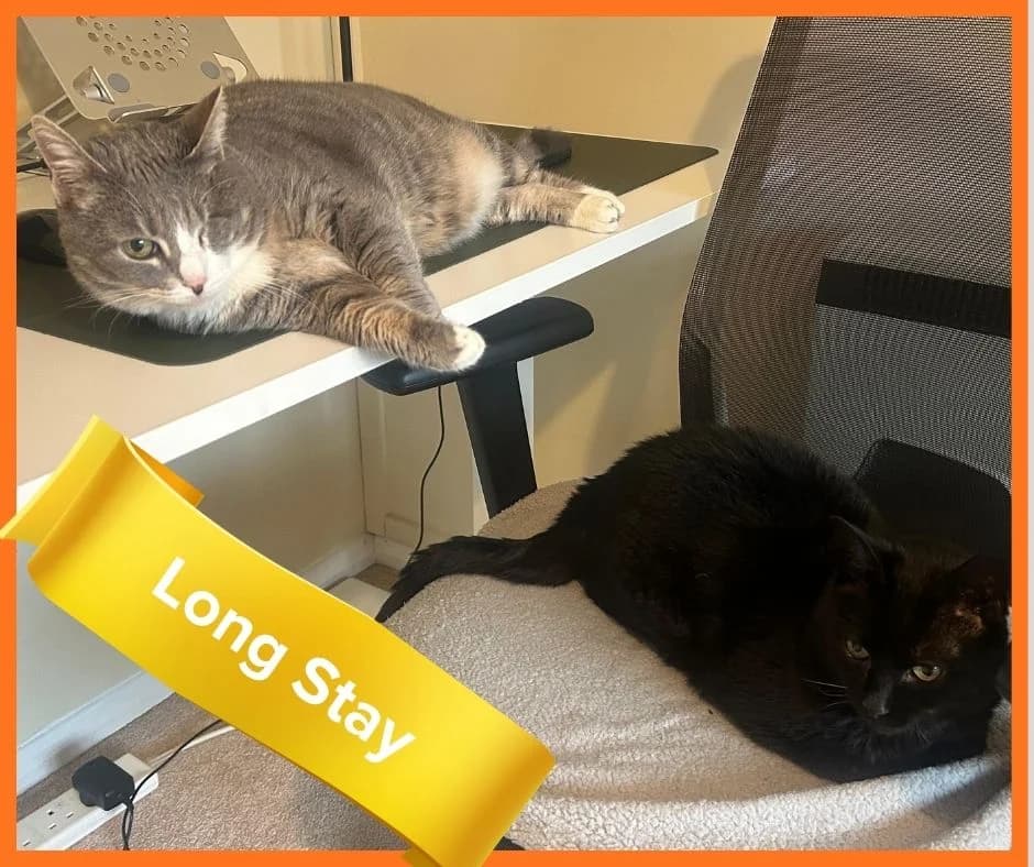 Organa & Purr, female Mixed Breed for adoption at Here for Cats