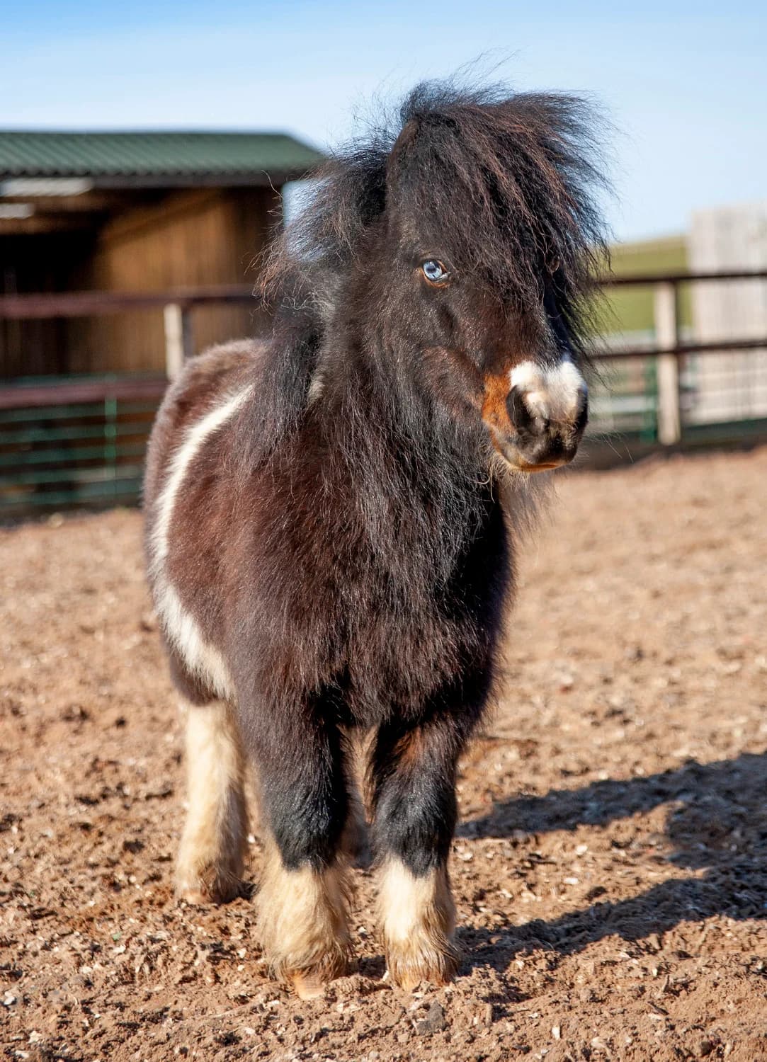 Brucie, senior mixed breed for adoption at Here4Horses