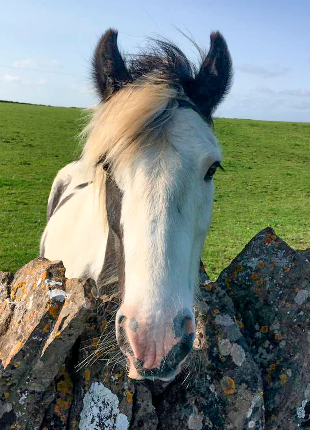 Charley Marley, senior mixed breed for adoption at Here4Horses