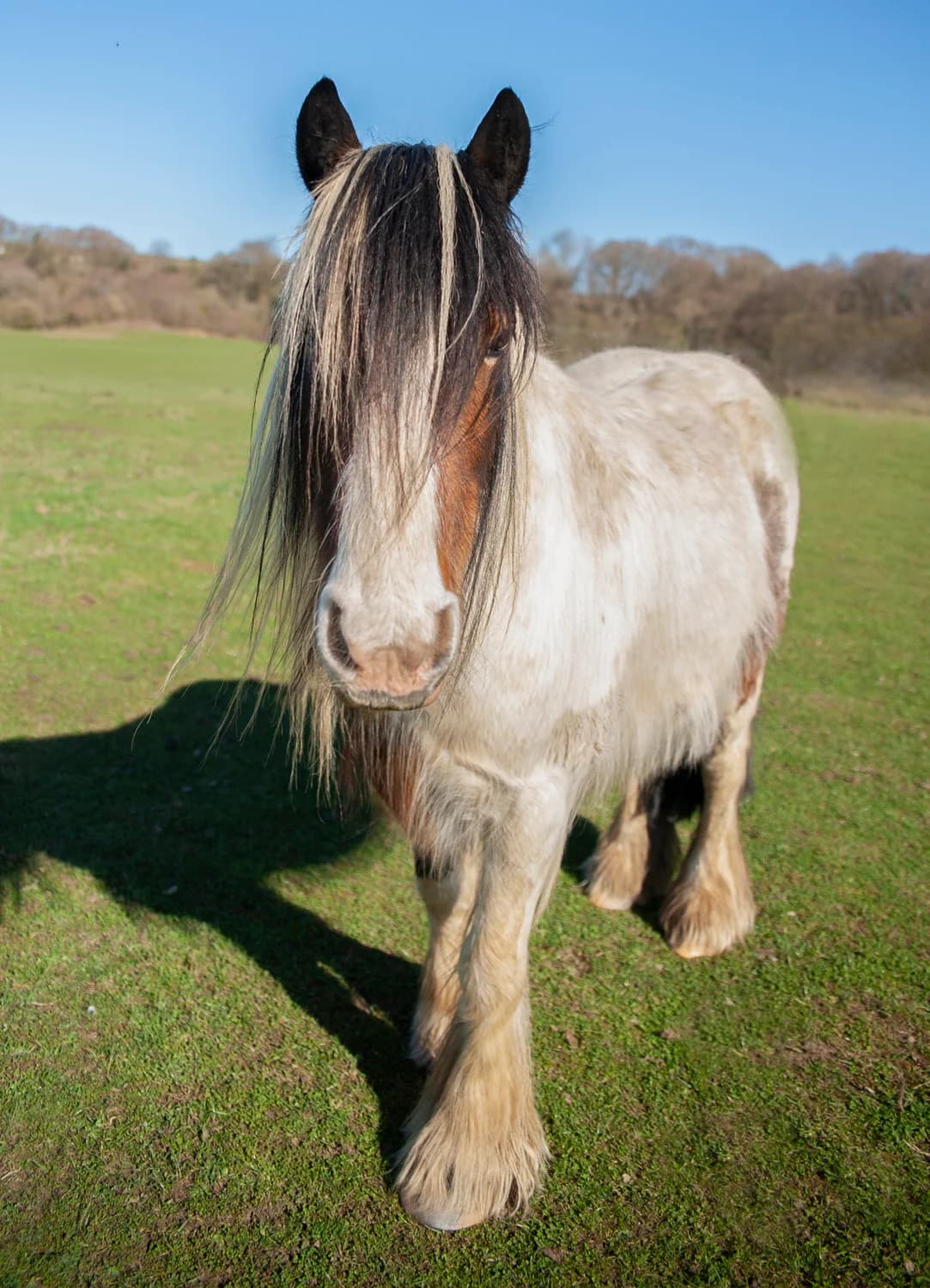 Crusoe, senior mixed breed for adoption at Here4Horses