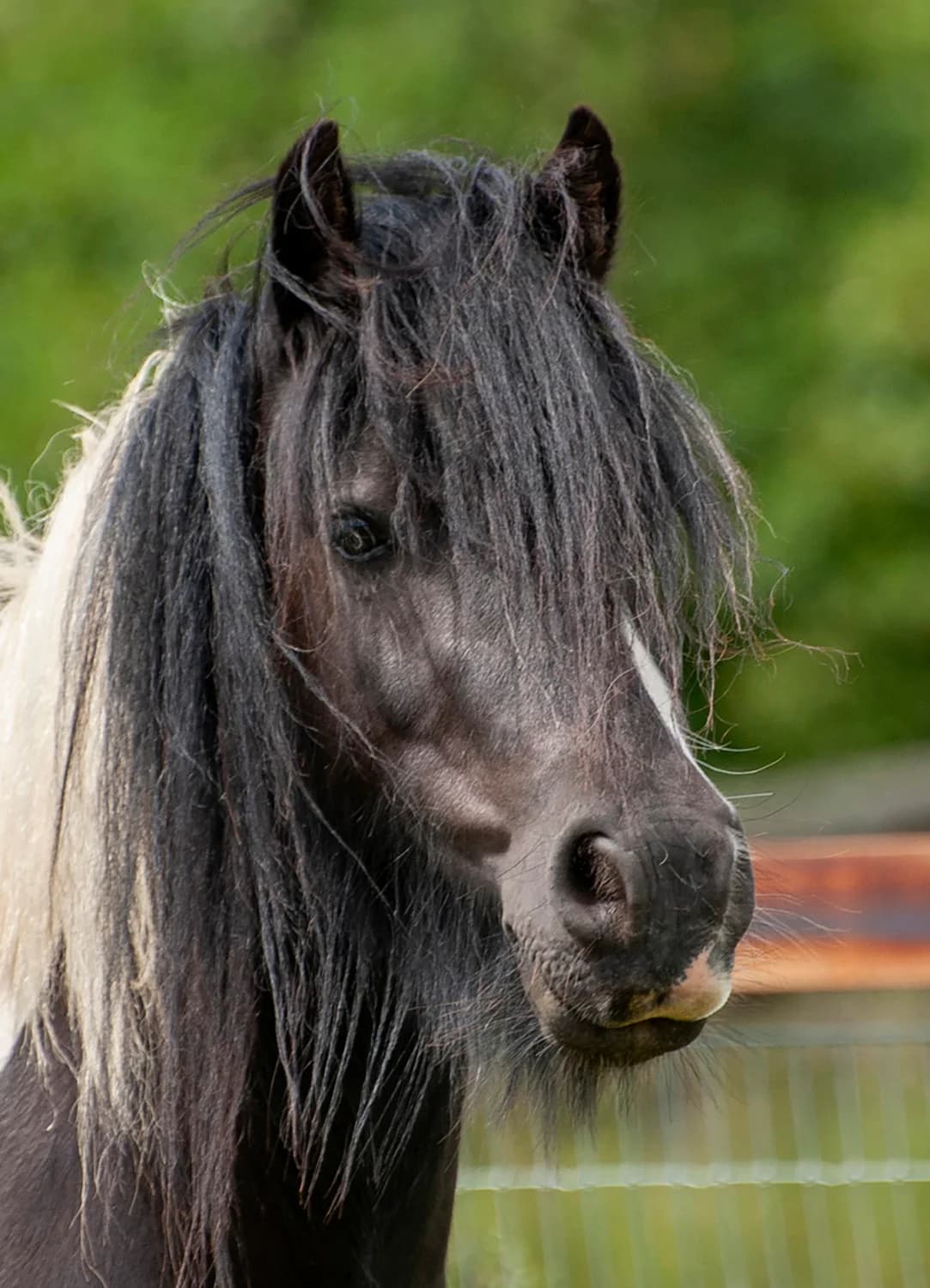 Fino, 7yo mixed breed for adoption at Here4Horses
