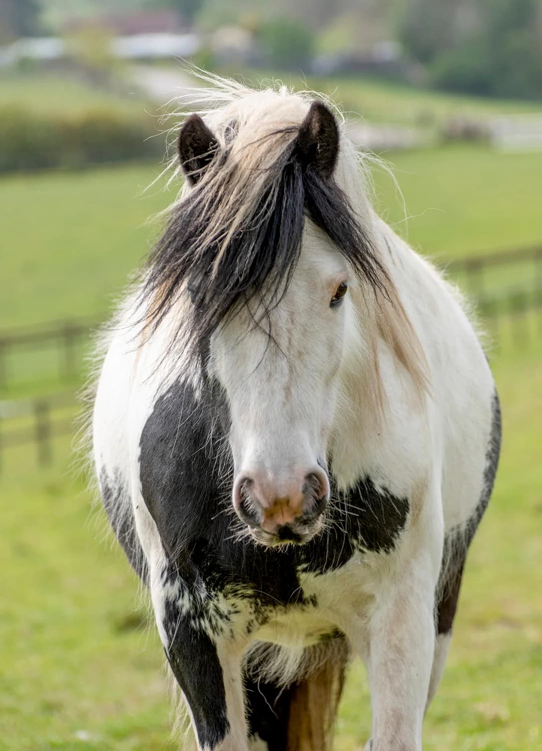 Giuseppe the Elf, senior mixed breed for adoption at Here4Horses