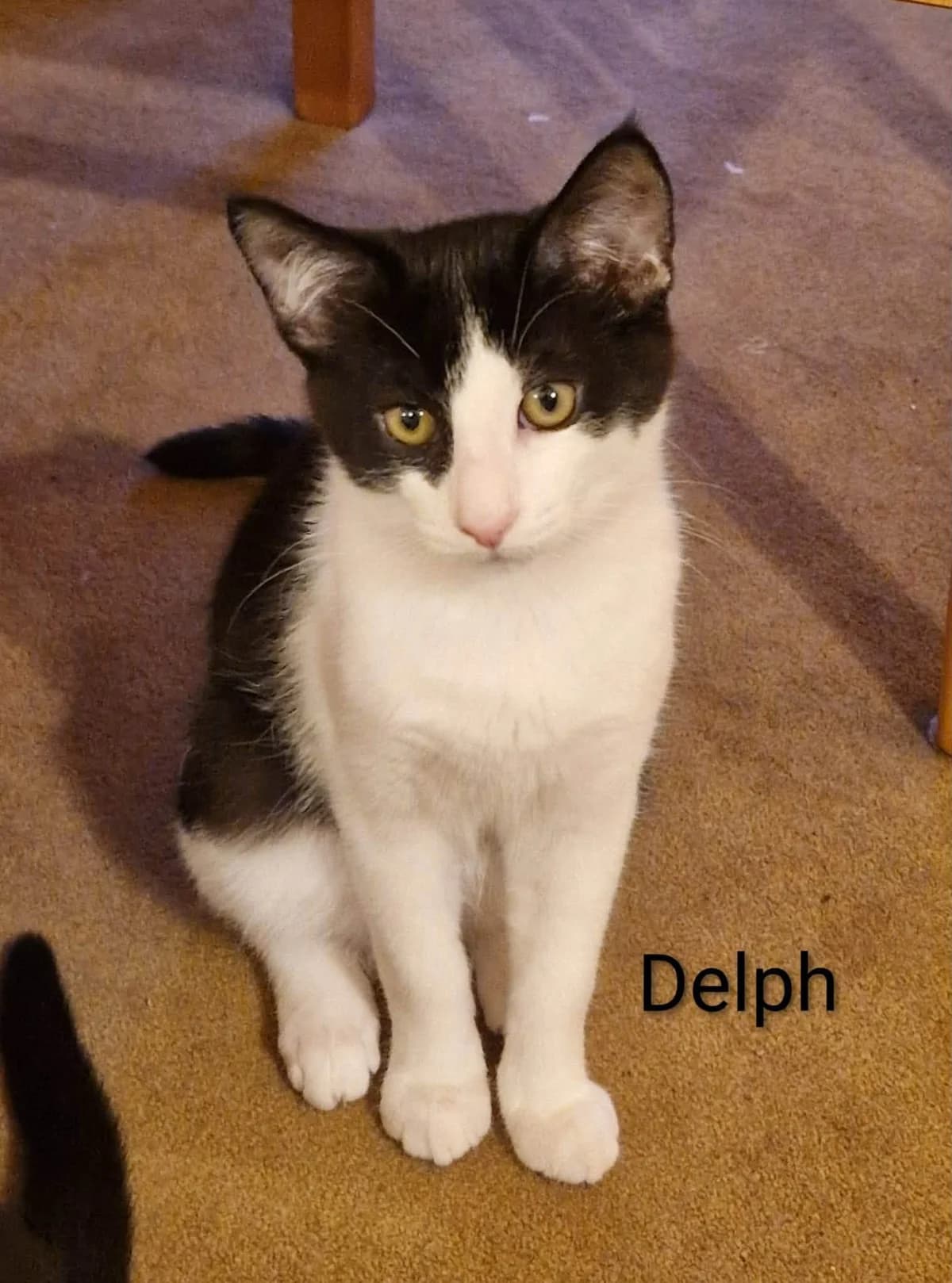 Delph, male puppy Mixed Breed for adoption at Heronbank Cat Rescue