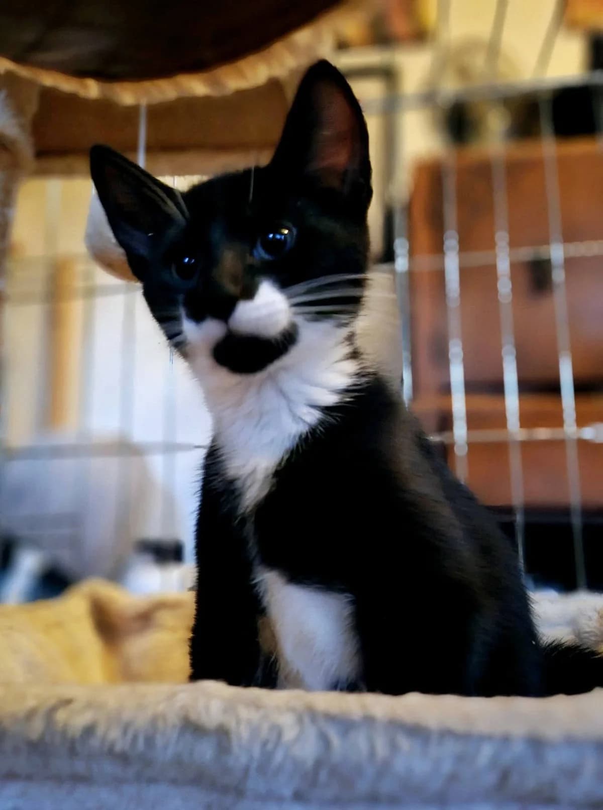 Dandelion, male puppy Mixed Breed for adoption at Heronbank Cat Rescue