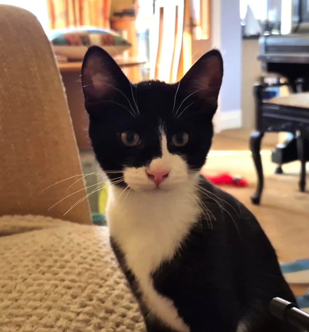 Diggle, male puppy Mixed Breed for adoption at Heronbank Cat Rescue