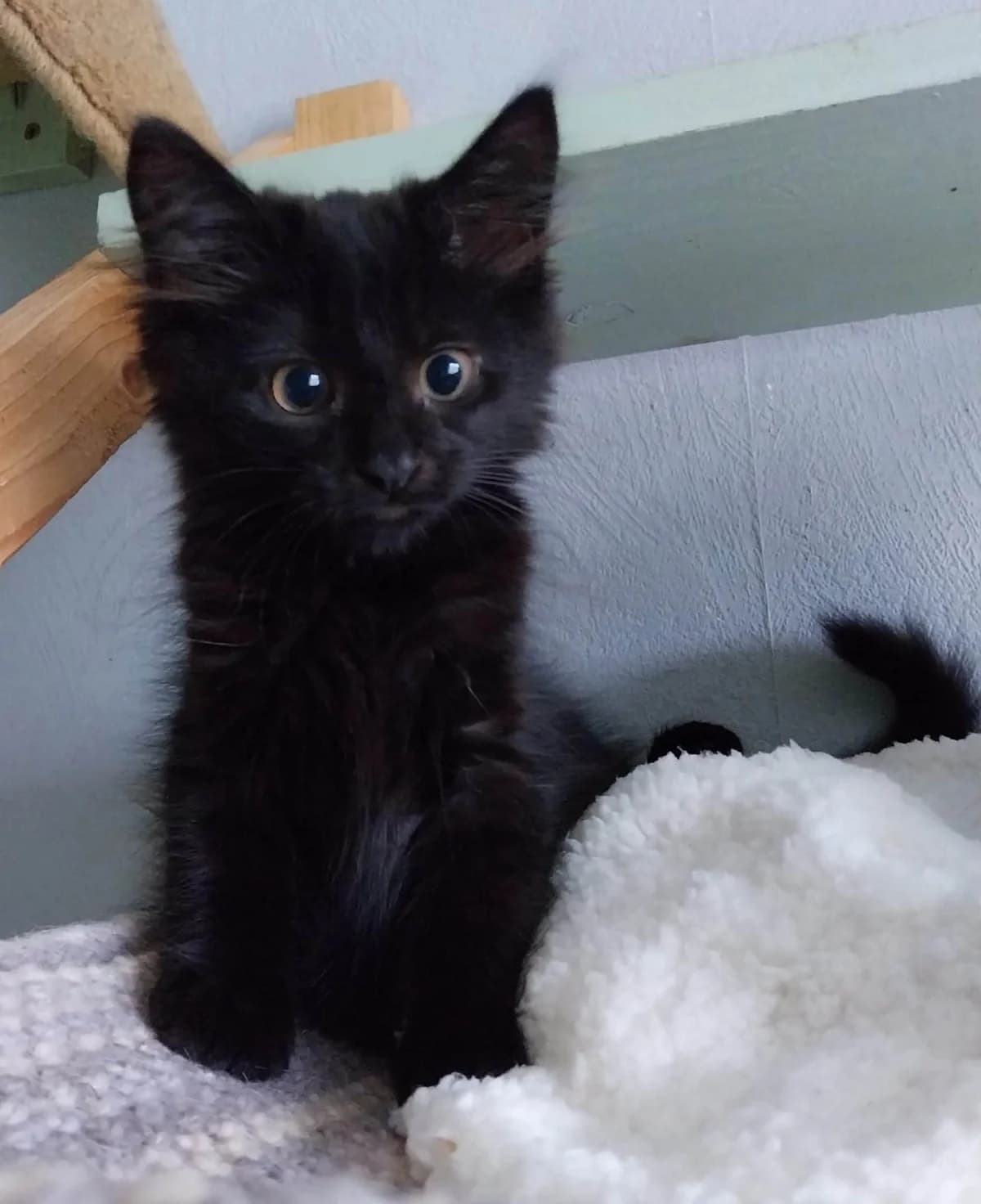 Silva, male puppy Mixed Breed for adoption at Heronbank Cat Rescue