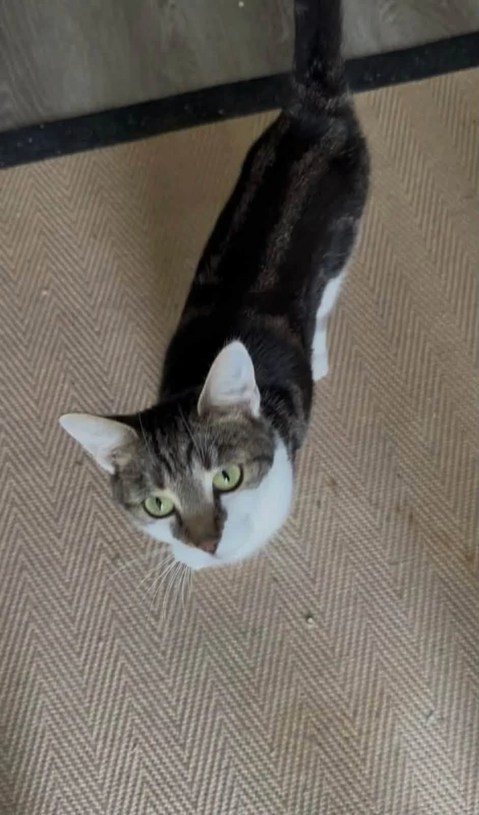 Vee, female young Mixed Breed for adoption at Heronbank Cat Rescue