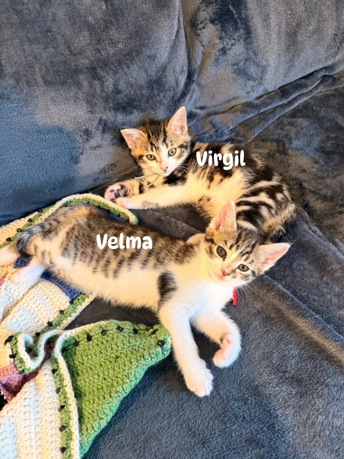 Venice, Vera, Velma & Virgil, puppy Mixed Breed for adoption at Heronbank Cat Rescue